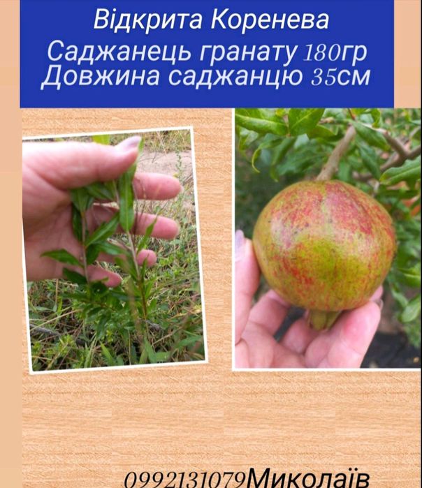 Продаю саженцы Инжира от 150 маленькие 250  большие до метра и больше