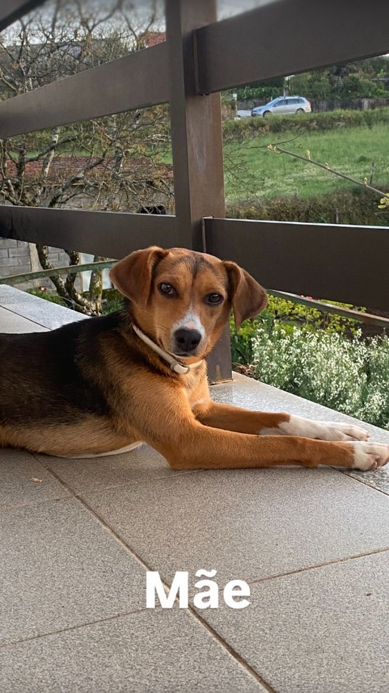 Cachorros para adoção