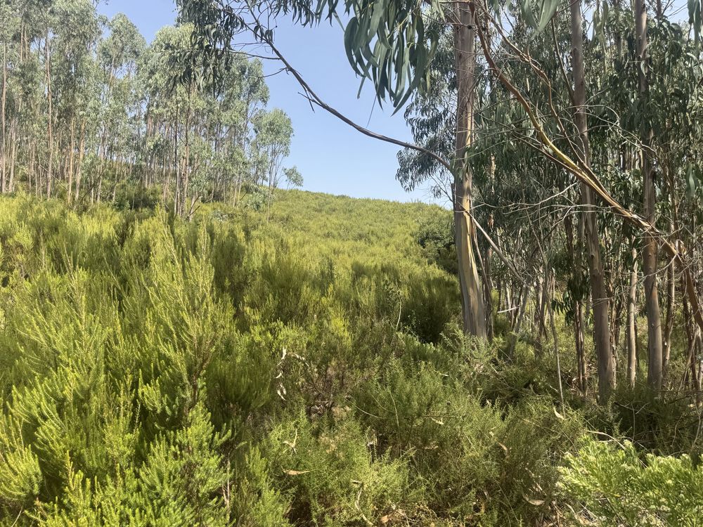 Terreno com 10000 imperdiv