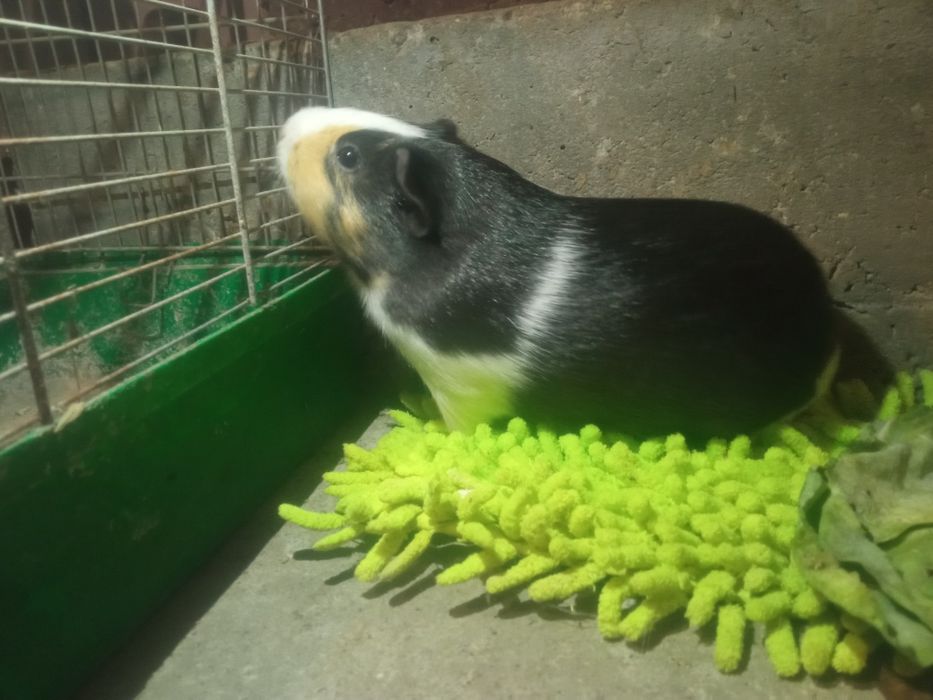 Продам морську свинку