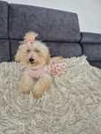 Maltipoo f1 sunia paszport
