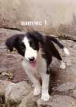 Samiec border collie