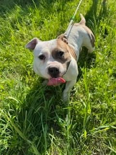 American bully pocket