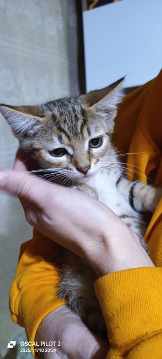 Кошенята в добрі руки