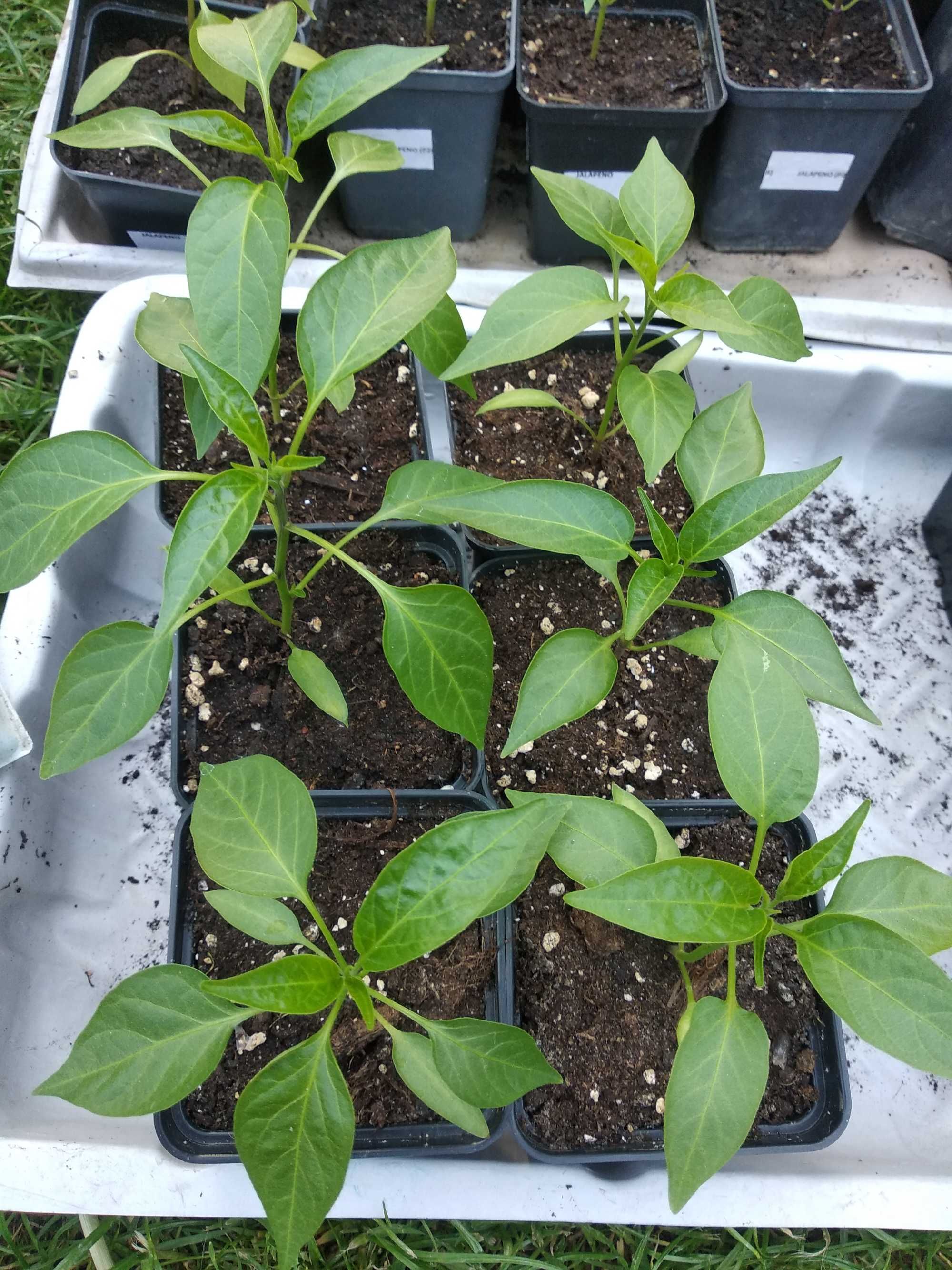 Sadzonki papryki chili - carolina reaper, habanero, jalapeno, trinidad