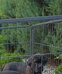 Cane Corso piesek