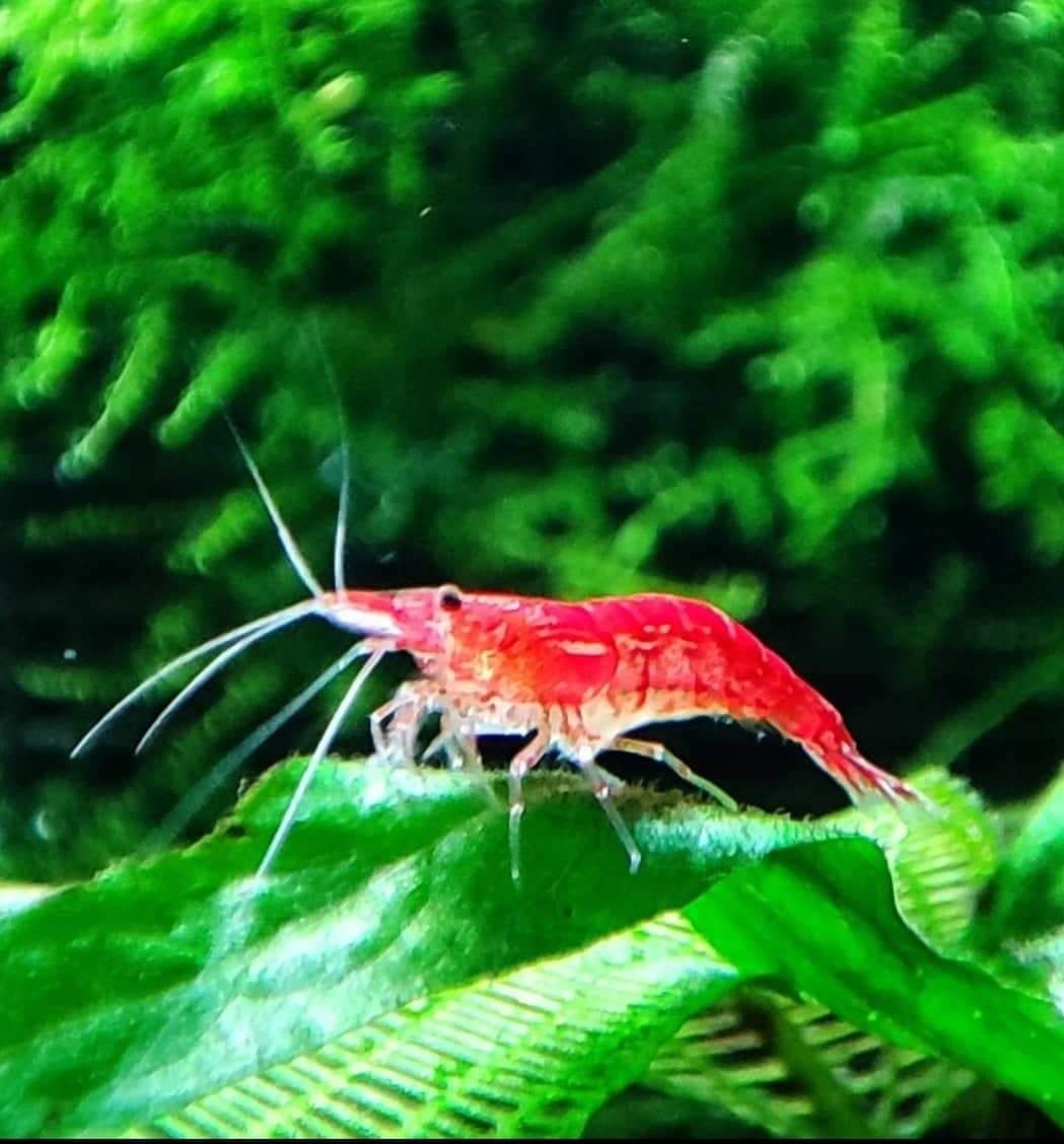 Neocaridina. Camarões para aquário red cherry