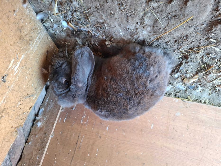 Samica baran francuski kotna