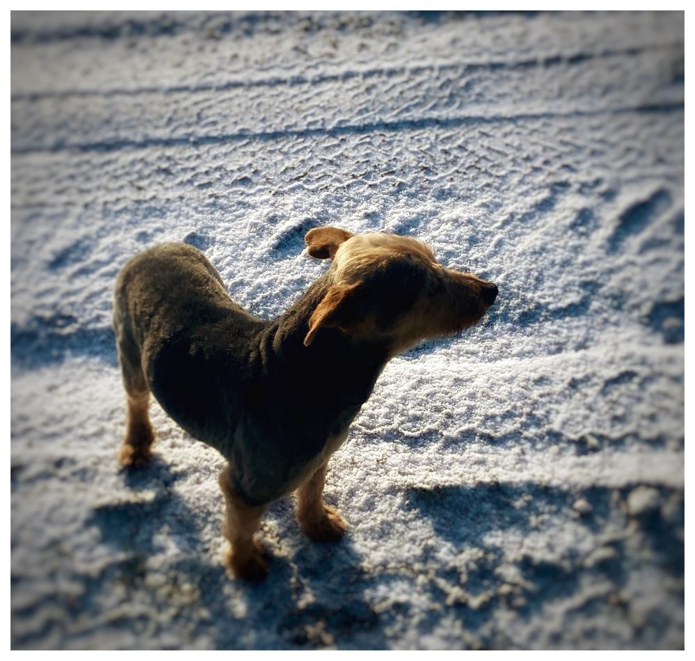 Piesek w typie Yorka