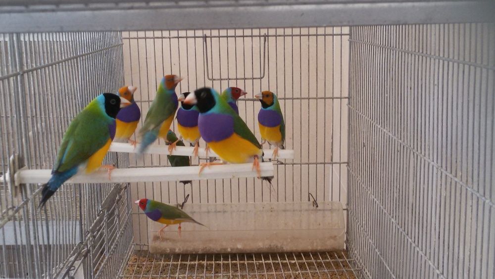 Vendo diamantes Gould