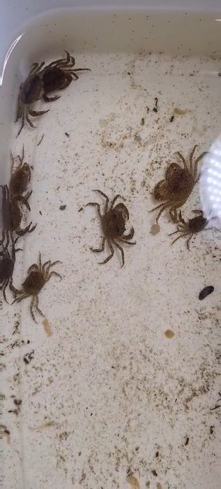 Анциструс супер ред вуаль,