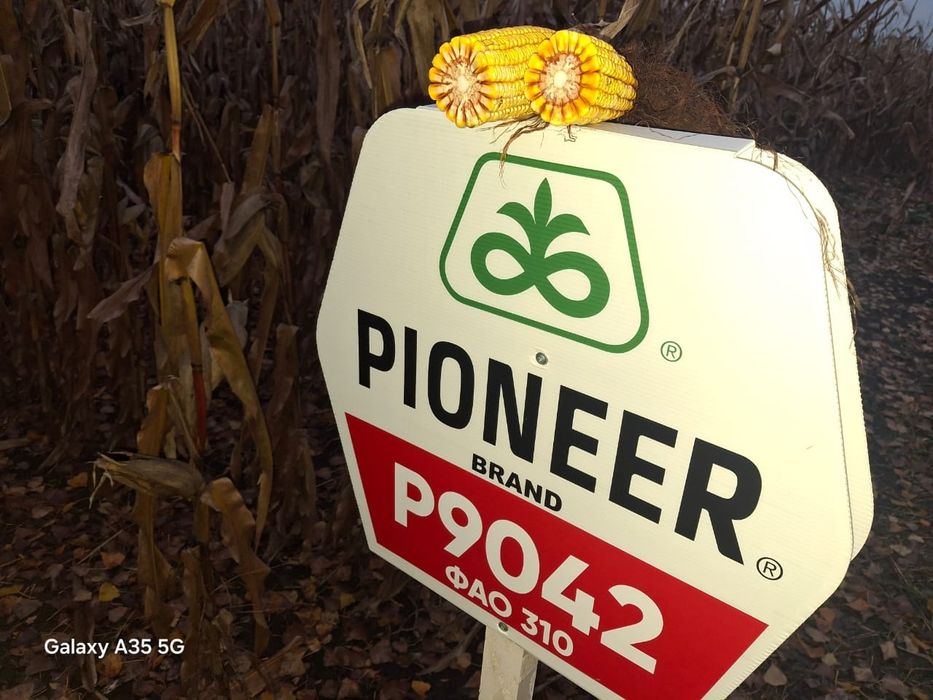 Кукуруза пионер р9042