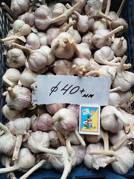 Часник посадковий Любаша ПЕРША репродукція