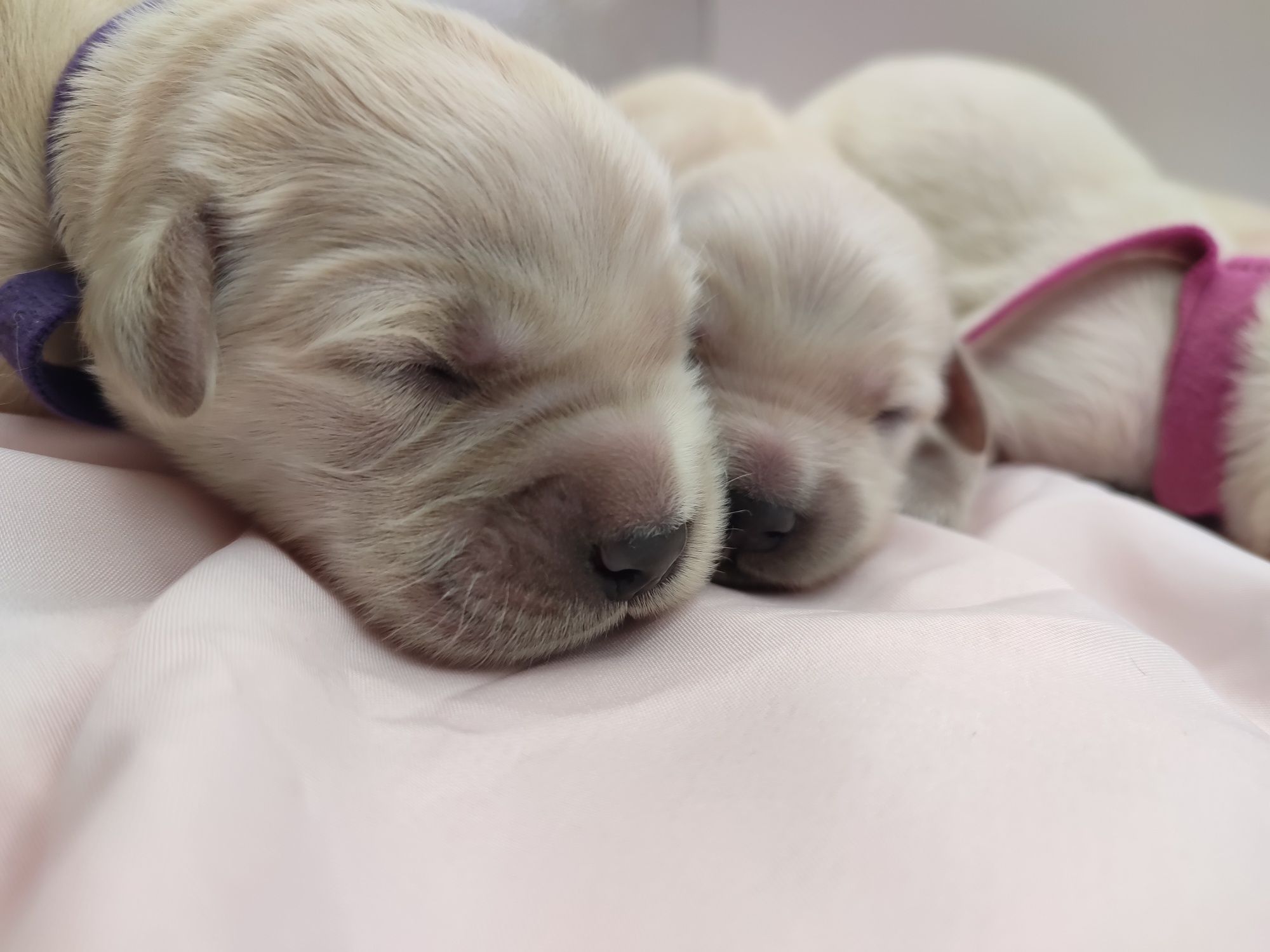 Golden retriever suczka do rezerwacji