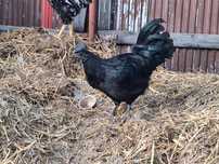 Koguty Ayam cemani , green shell, czubatka staropolska, marans, zielon