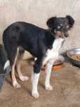 BROWNIE (Fêmea, 6 Meses, Porte Médio) Para Adopção