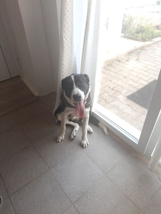 Doação responsável cão
