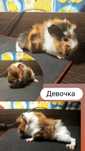 Морская свинка свинки морские