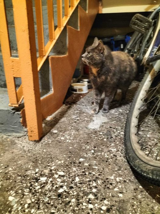 Znaleziono Kota Wola Batorska