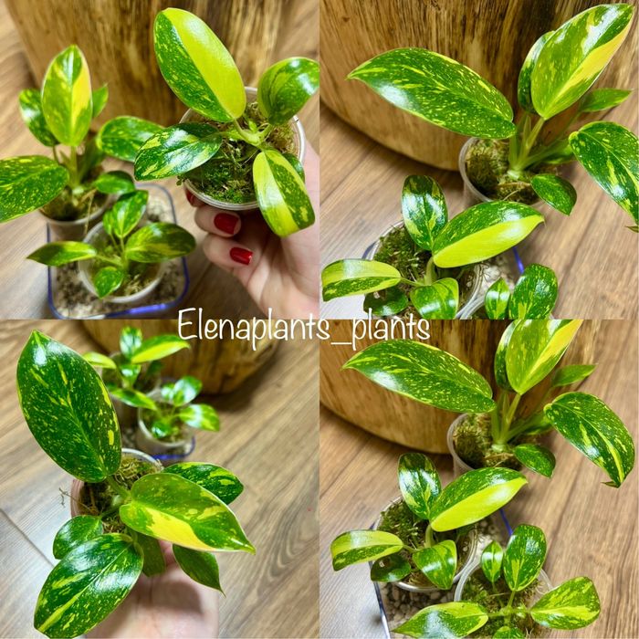 Филодендрон Melanochrysum variegated,Tenue,Congo Marble,Hederaceum var