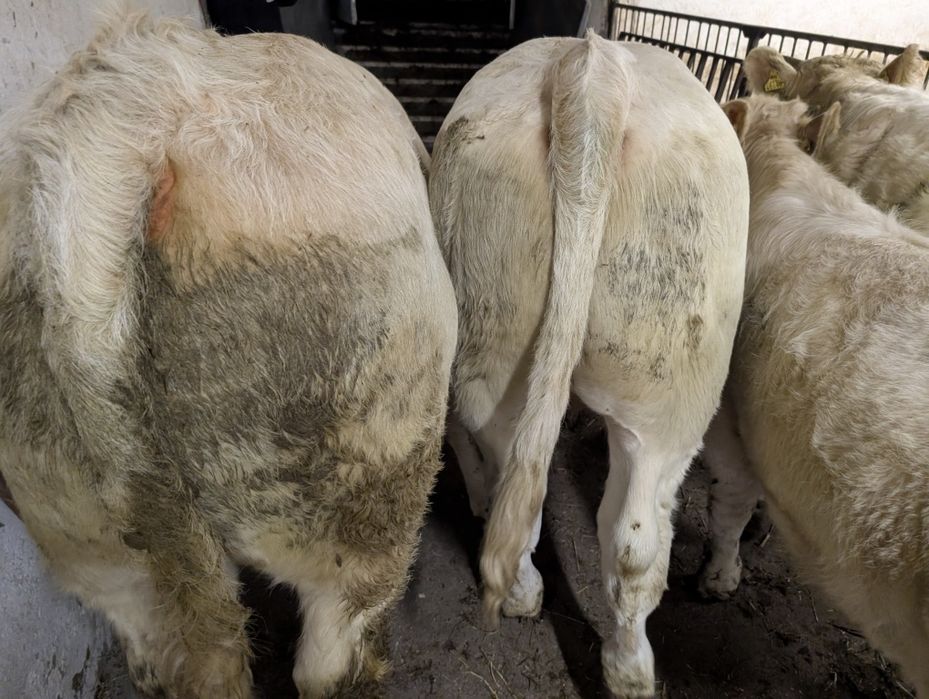 Sprzedam odsadki byczki i jałówki polskie duże ilość