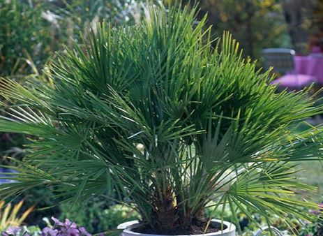 Palmeiras de leque europeias ou Chamaerops humilis