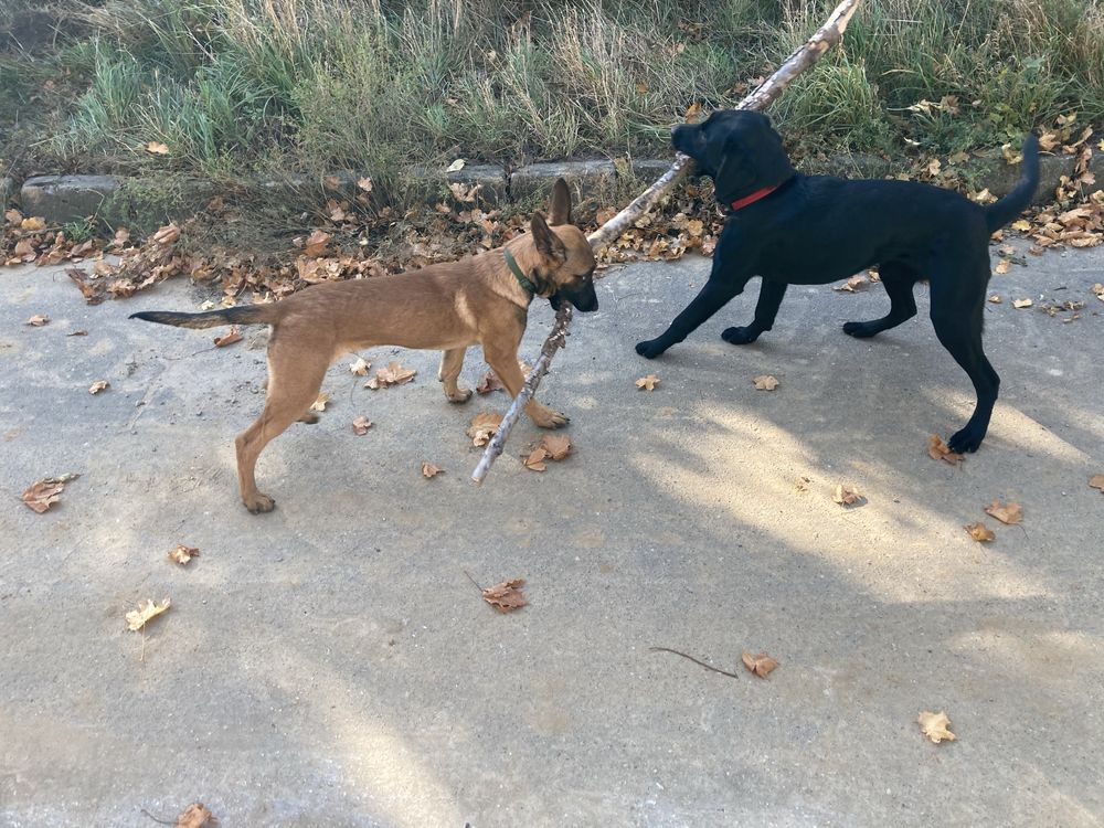 Opieka nad psem/ kotem/ petsitting