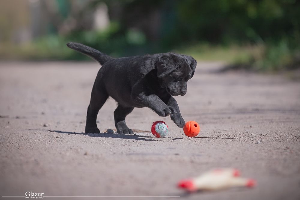 Перспективні цуценята лабрадора