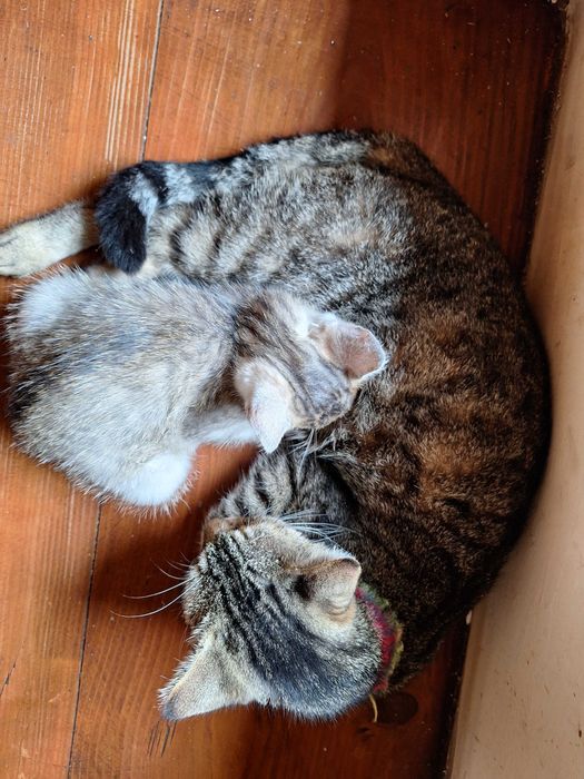 Oddam dorosłą kotkę w dobre ręce