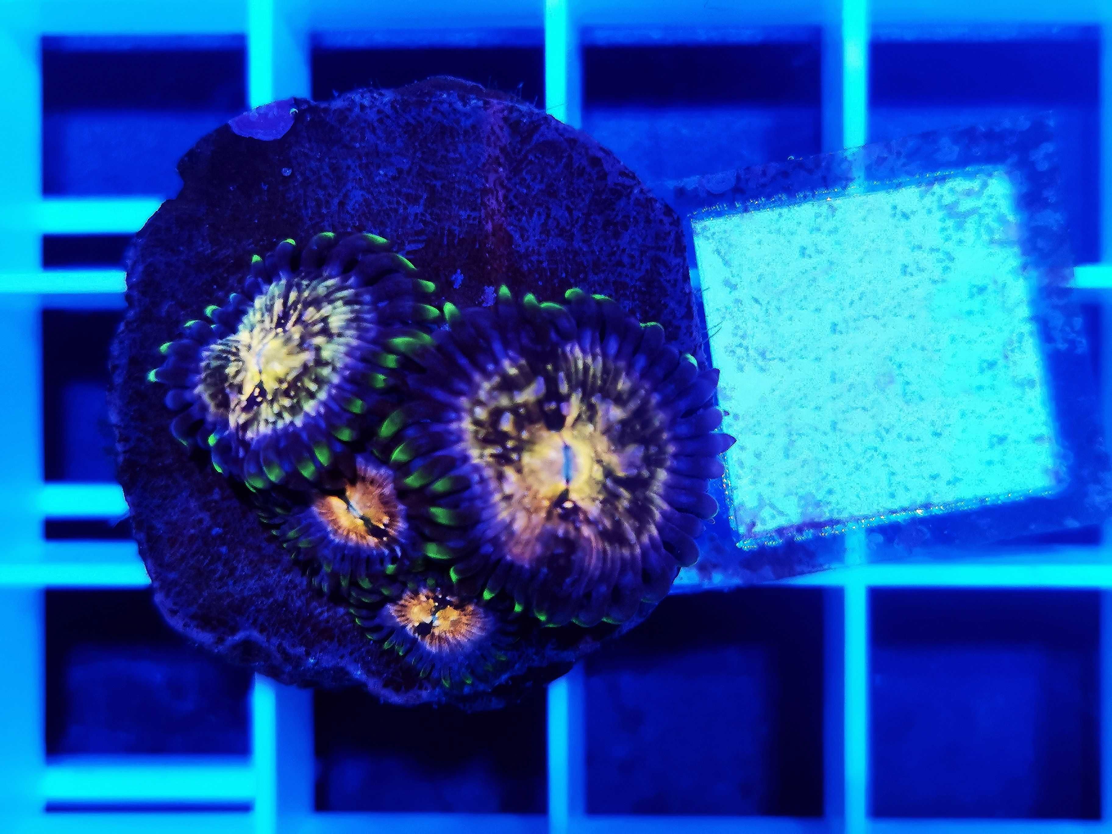 Zoanthus Nirvana WYSYŁKA cena za szczepkę, akwarium morskie, koralowce