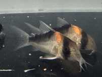 Dziki Kirysek Adolfa - Corydoras adolfoi