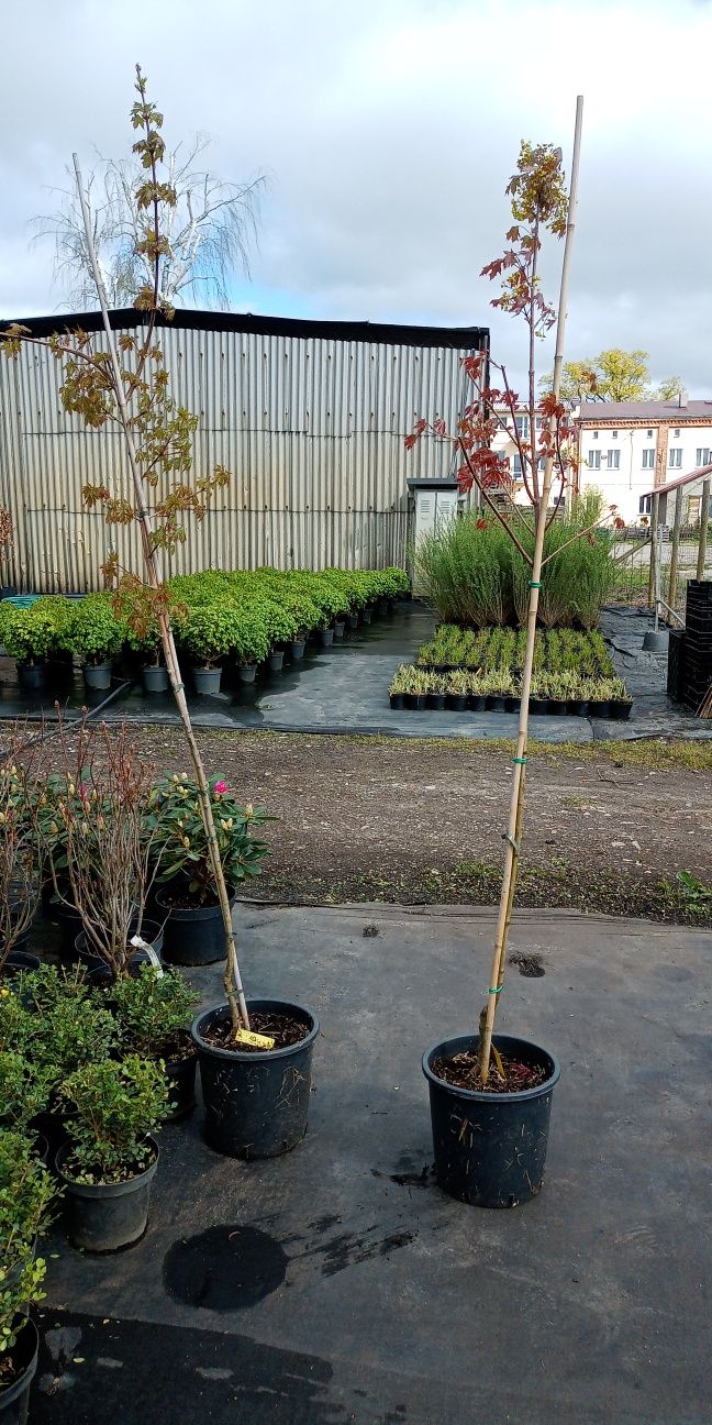 Bonsai różne  sosny itp.