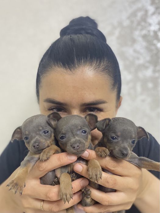 Маленькие голубоглазики!