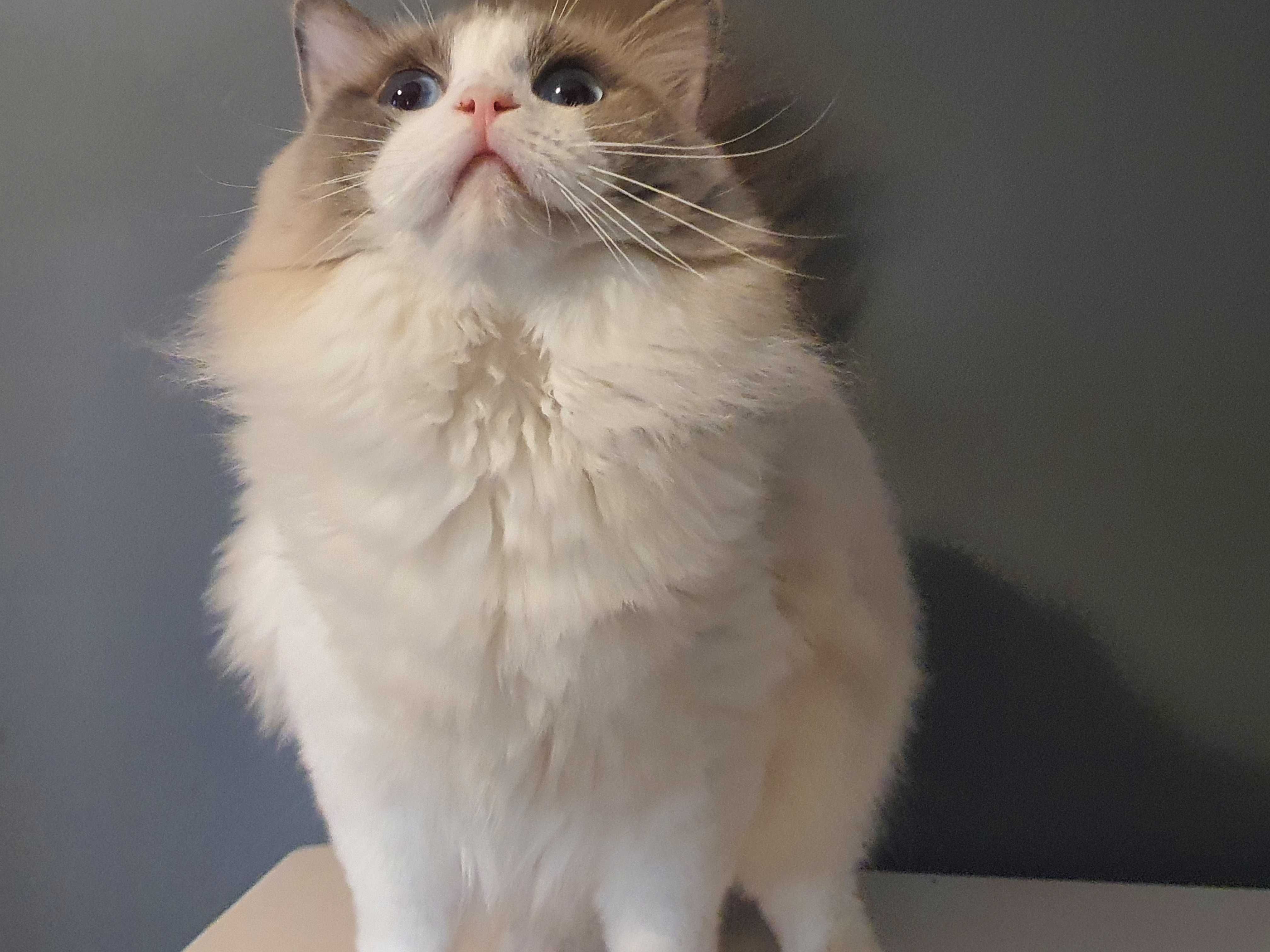 Ragdoll przepiekny kocurek blue bicolour wspanialy rod.FPL Hodowlany