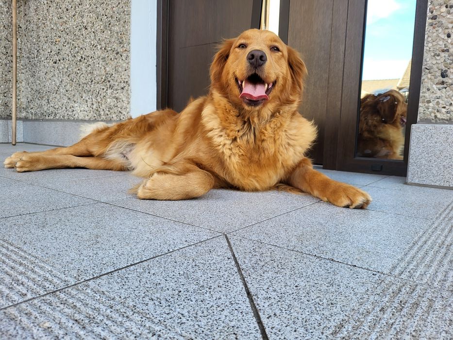 Golden retriever ciemno złote w typie amerykańskim