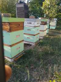 Бджолопакети,сім'ї,вулики
