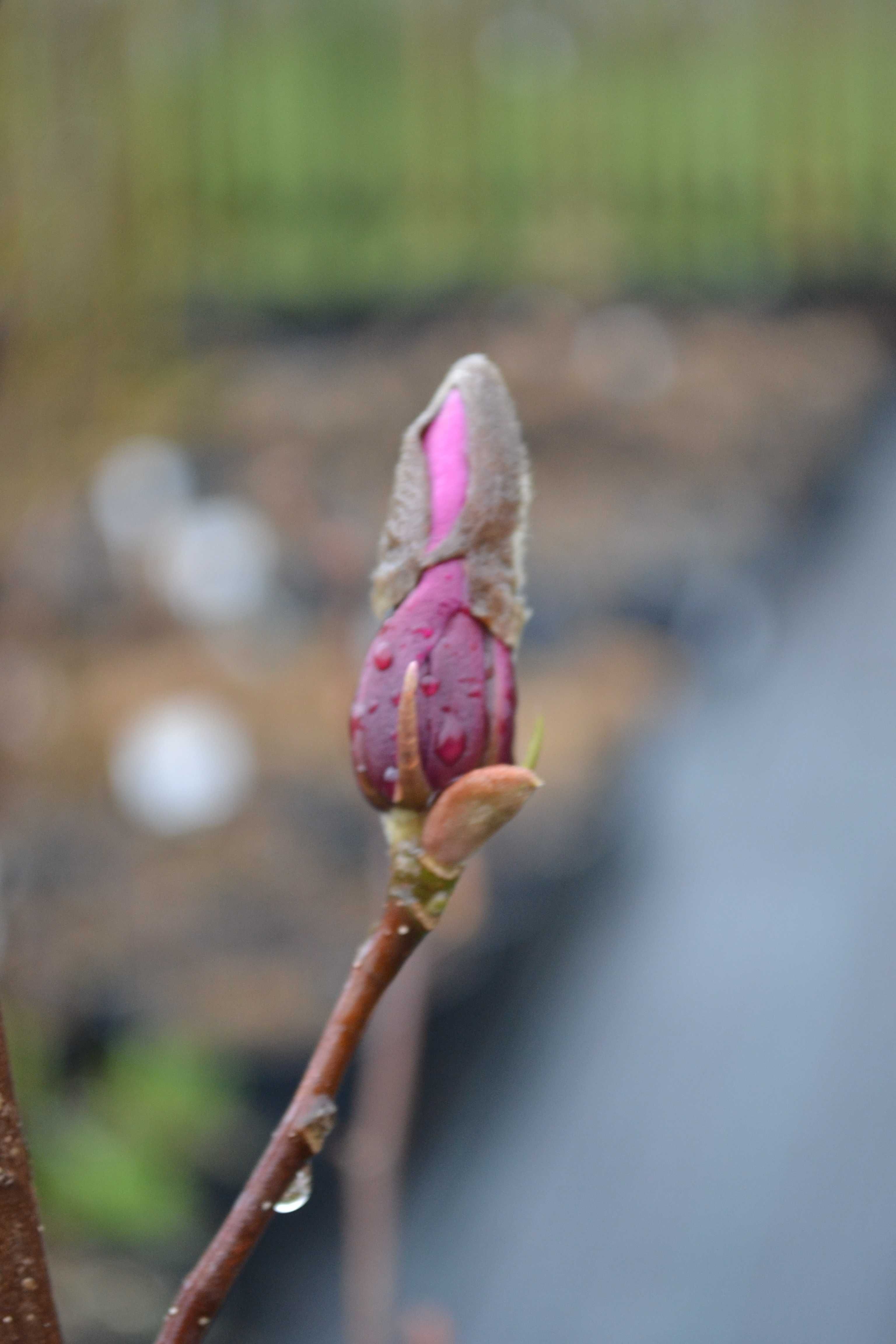 magnolia susan, gwiaździsta, lenei 60-80cm