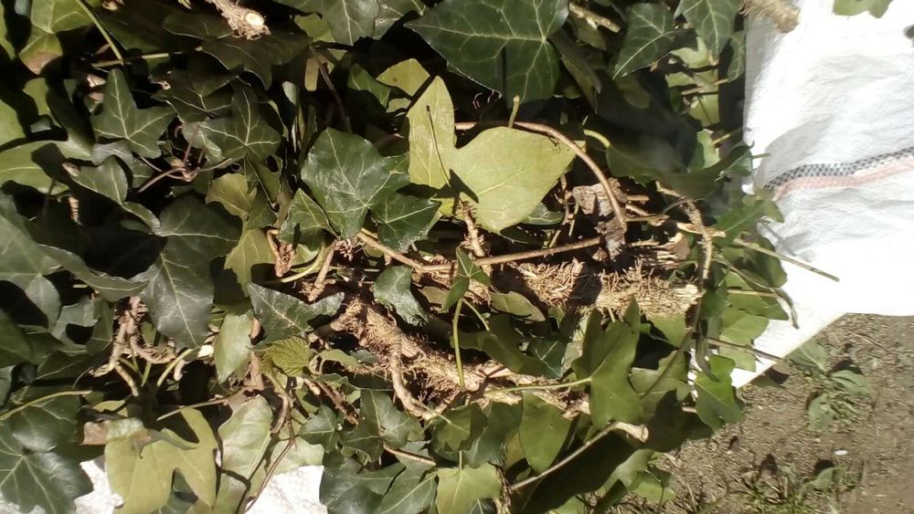 Плющ вечнозелёный, черенки с корнем(ветки)