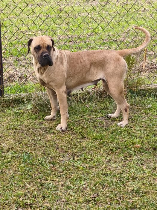 Szczeniak Cane Corso okazja !!