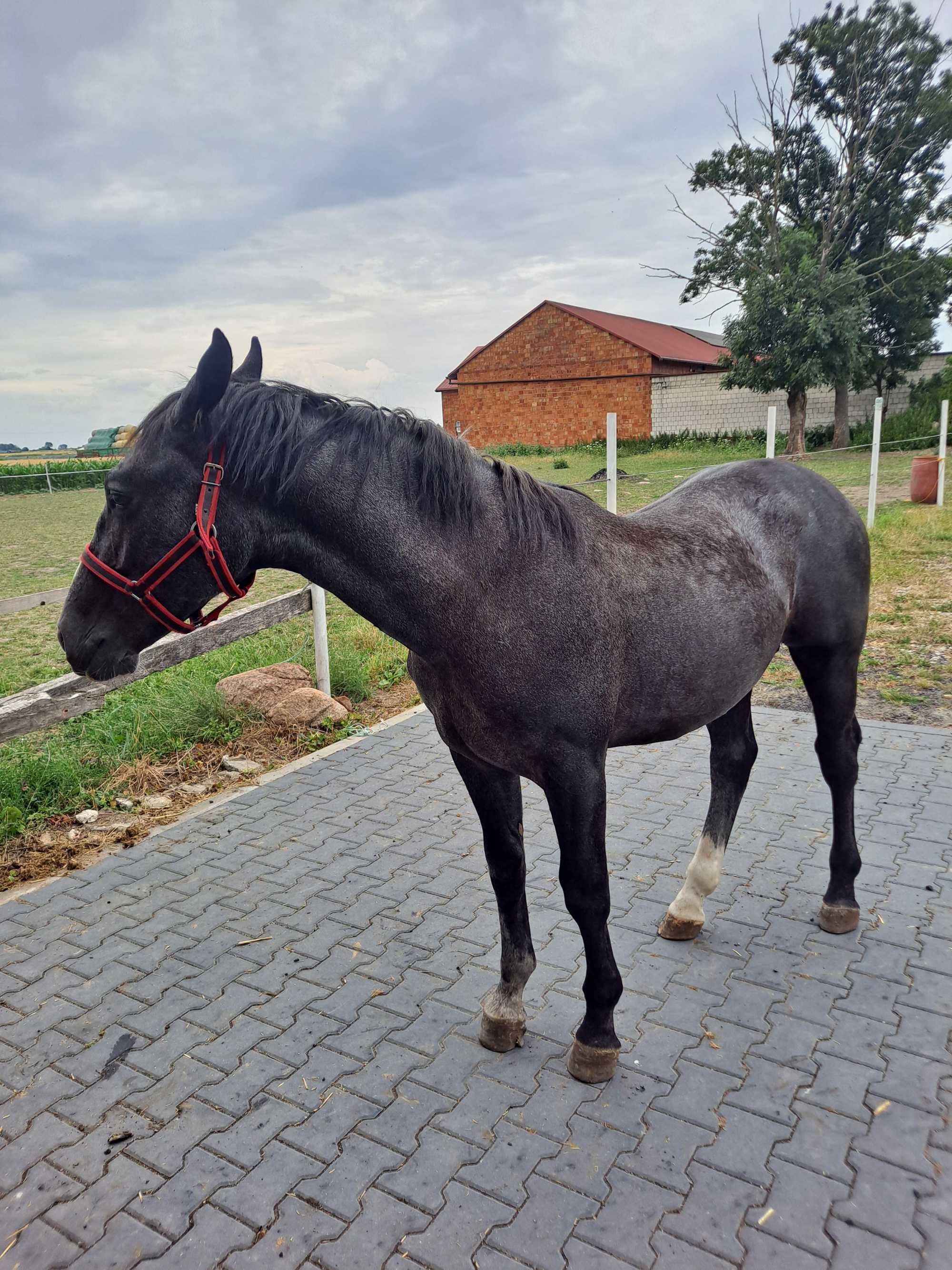 Sprzedam ßląskiego ogierka