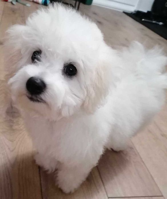 Bichon Frise śliczny szczeniak z rodowodem szuka nowego domu!