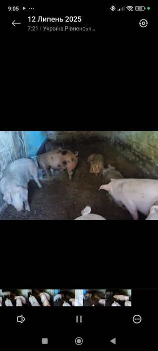 Продам свинки ремки на плем'я трьохпородний гібрид