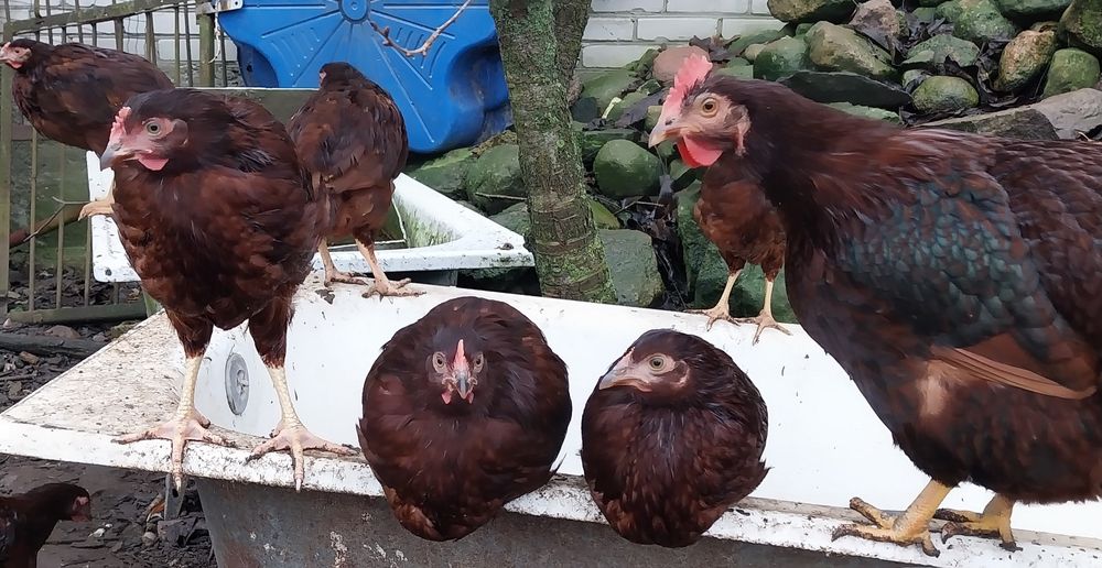 Kury koguty karmazyn 2025r