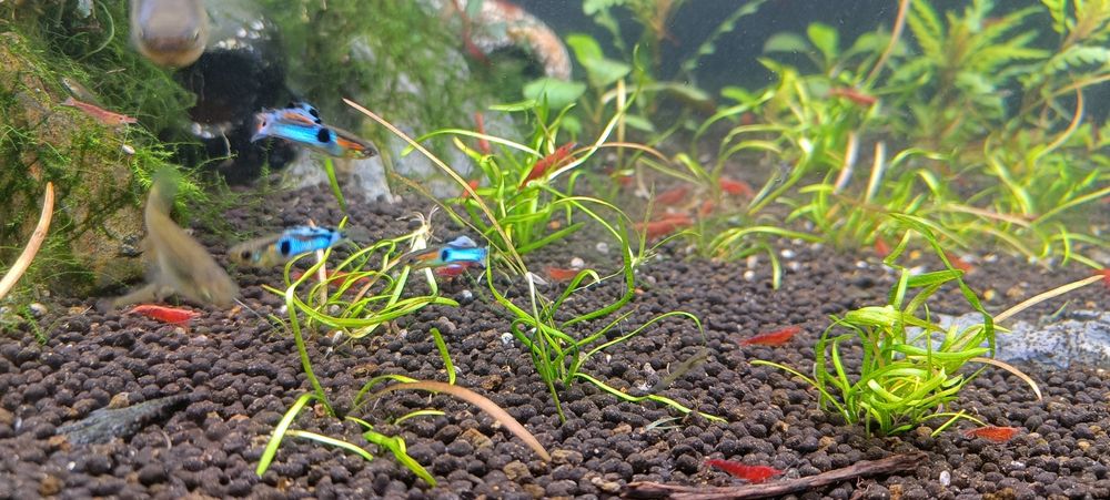 Guppies endler puros