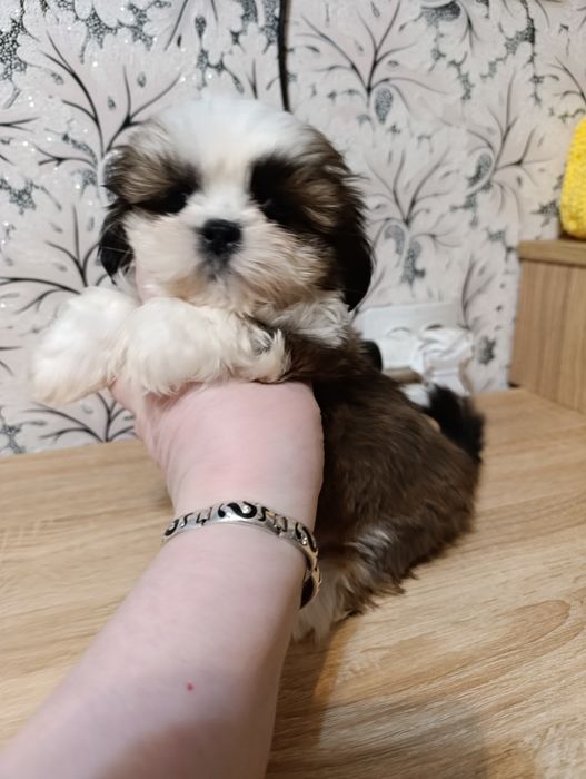 Девочка ши тцу..