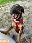 Suczka do adopcji!