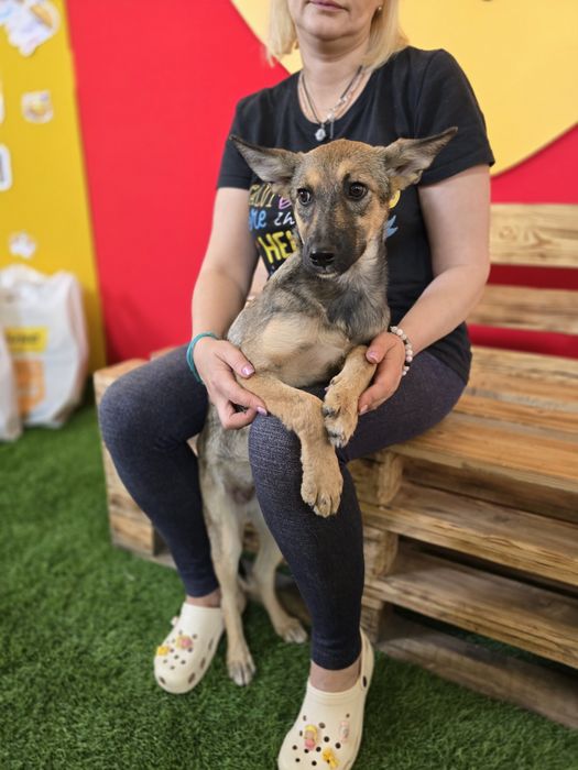 Собачка в добрі ручки!