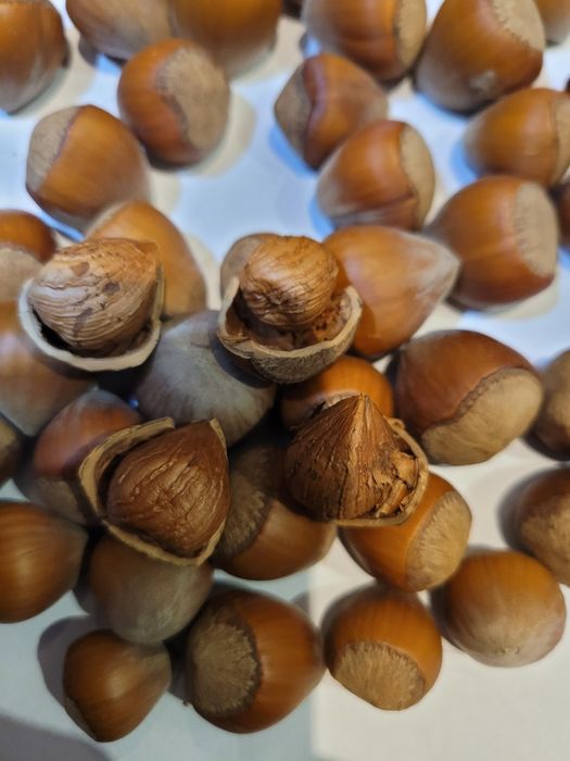 Orzechy laskowe 5kg SUPER JAKOŚĆ zbiór 2025