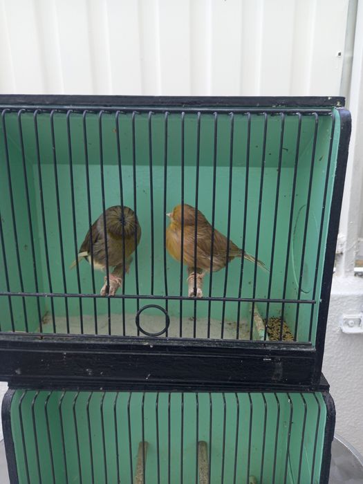 Canários Glosters