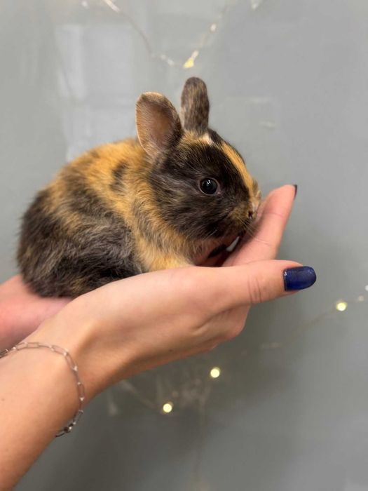 Декоративний карликовий кролик